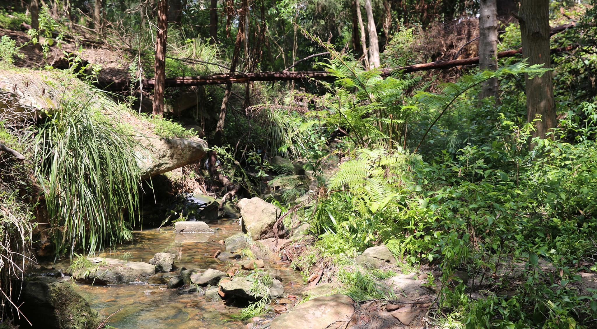 Cattai Creek regenerative works green-lighted